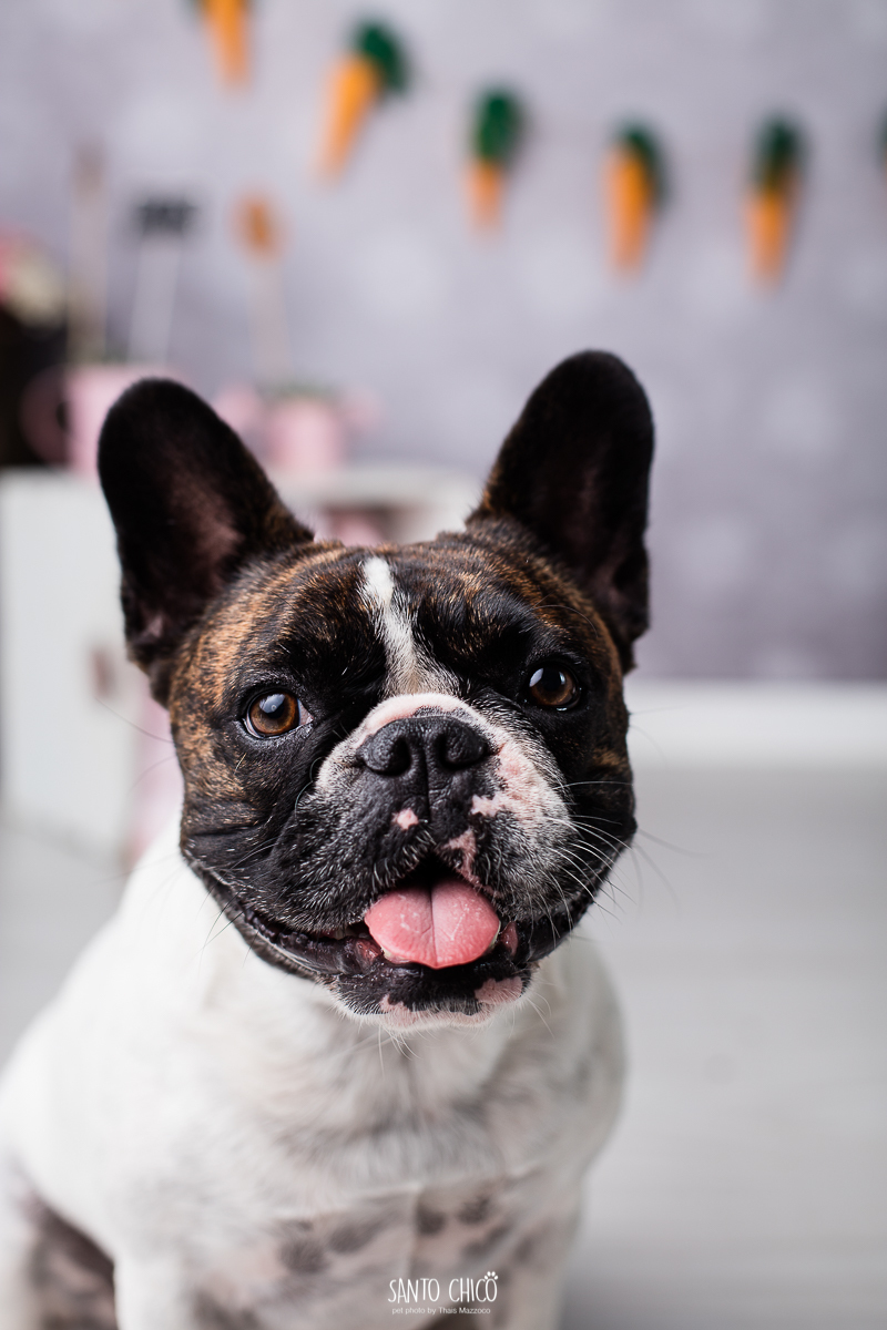 ensaio-tematico-fotografia-pet-cenario-pascoa-cachorro-coelho