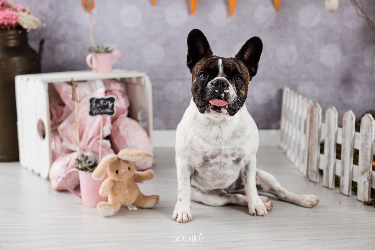 ensaio-tematico-fotografia-pet-cenario-pascoa-cachorro-coelho
