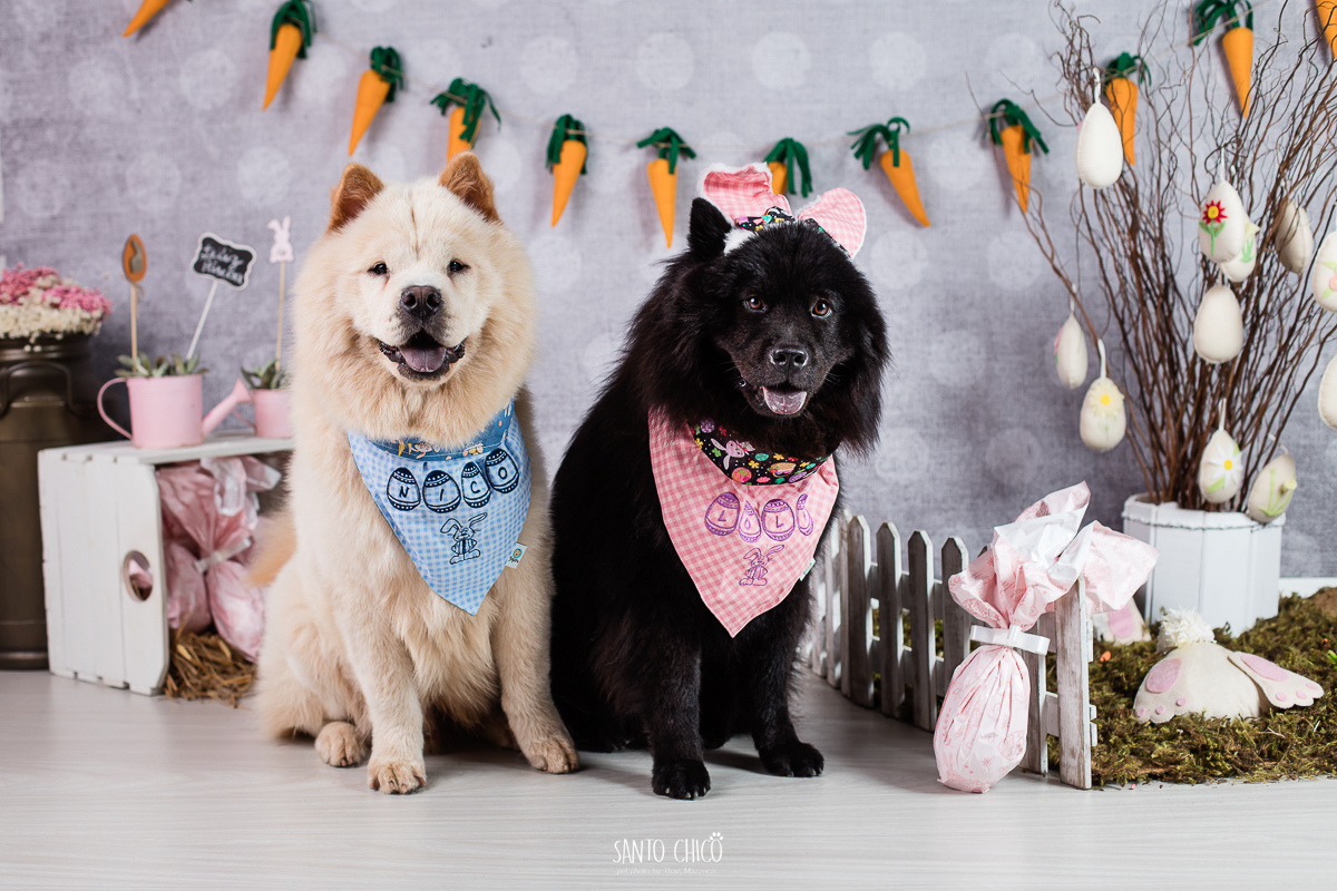 ensaio-tematico-fotografia-pet-cenario-pascoa-cachorro-coelho