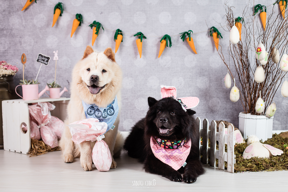ensaio-tematico-fotografia-pet-cenario-pascoa-cachorro-coelho