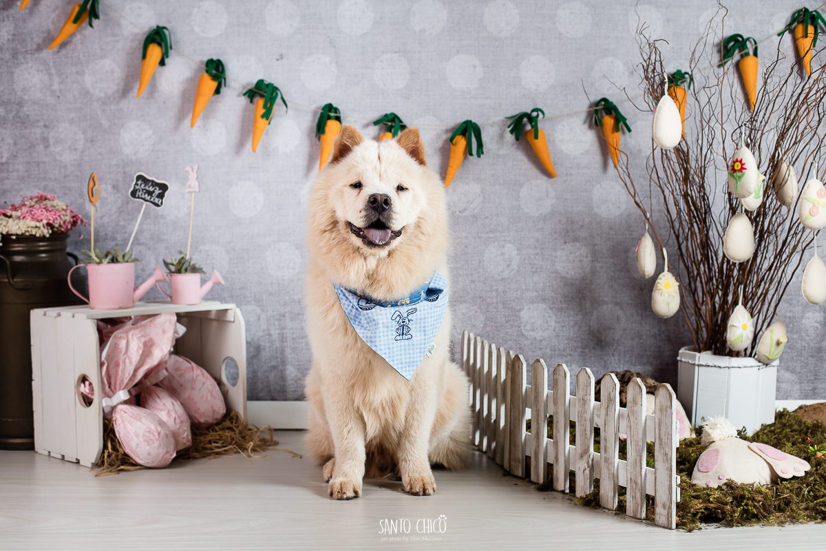 ensaio-tematico-fotografia-pet-cenario-pascoa-cachorro-coelho