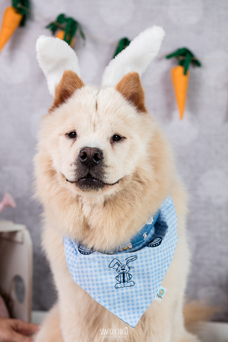 ensaio-tematico-fotografia-pet-cenario-pascoa-cachorro-coelho