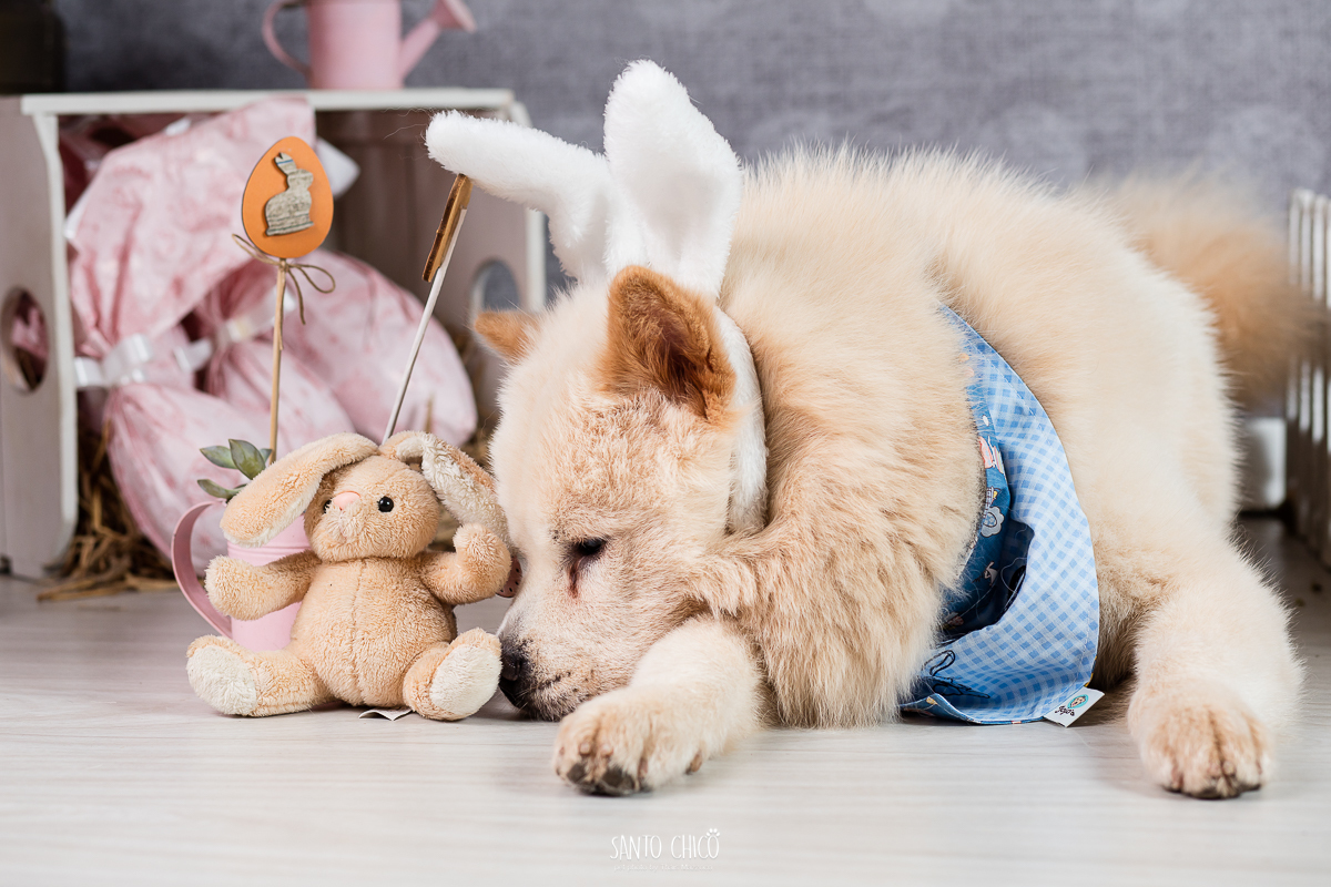 ensaio-tematico-fotografia-pet-cenario-pascoa-cachorro-coelho