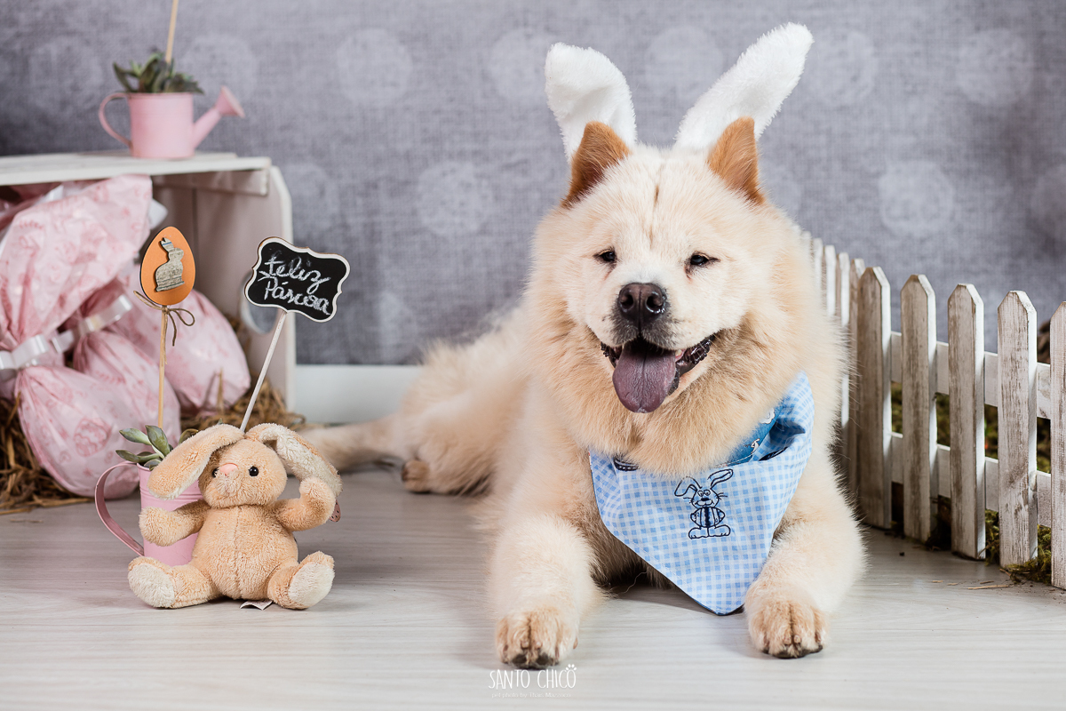 ensaio-tematico-fotografia-pet-cenario-pascoa-cachorro-coelho