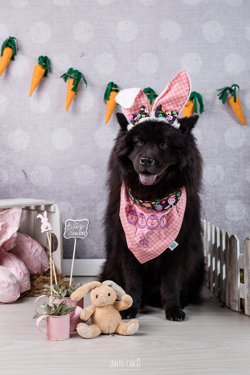 ensaio-tematico-fotografia-pet-cenario-pascoa-cachorro-coelho