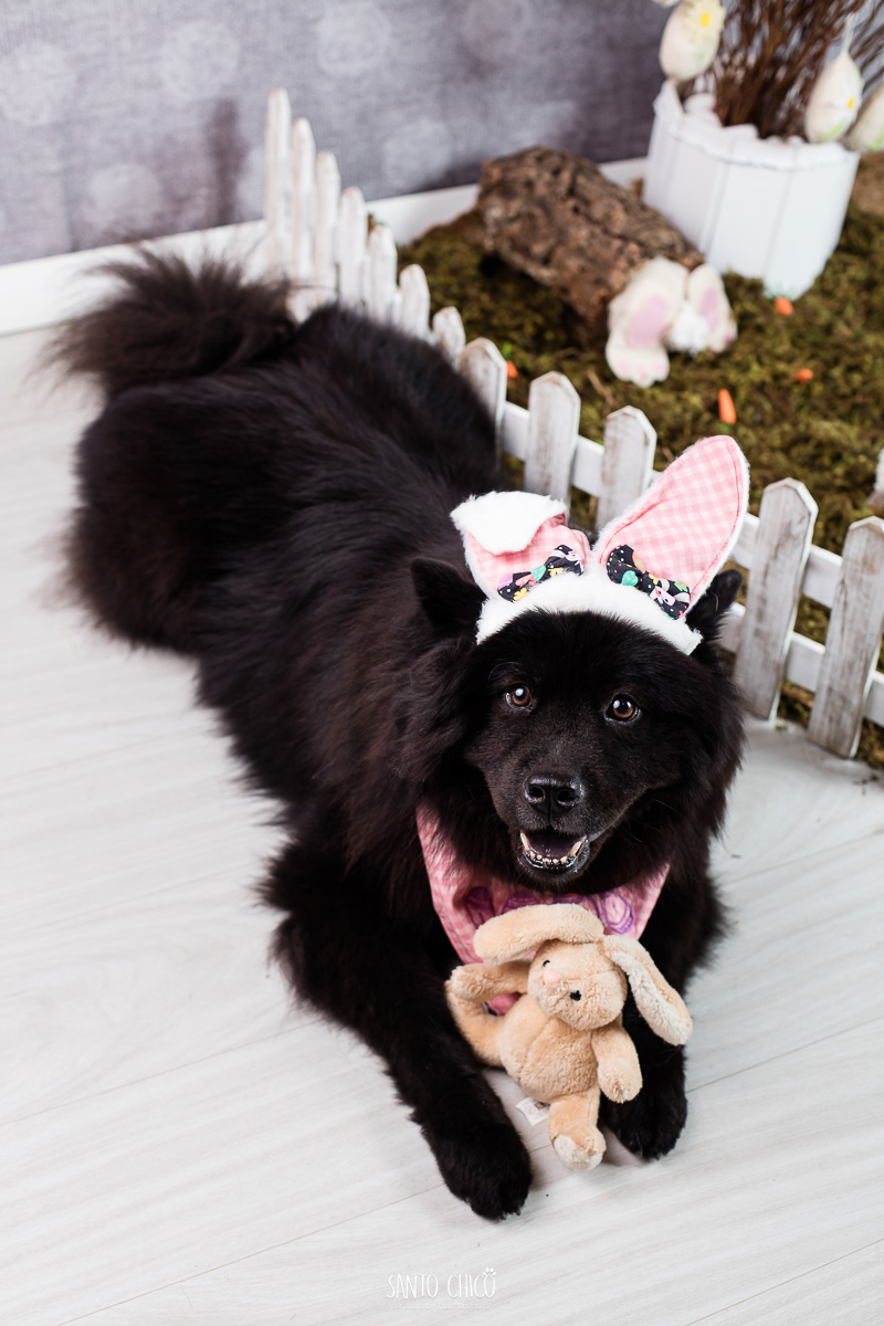ensaio-tematico-fotografia-pet-cenario-pascoa-cachorro-coelho