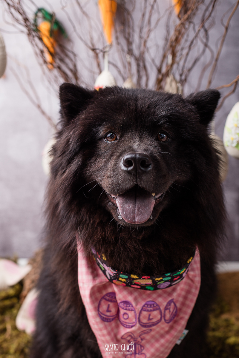 ensaio-tematico-fotografia-pet-cenario-pascoa-cachorro-coelho