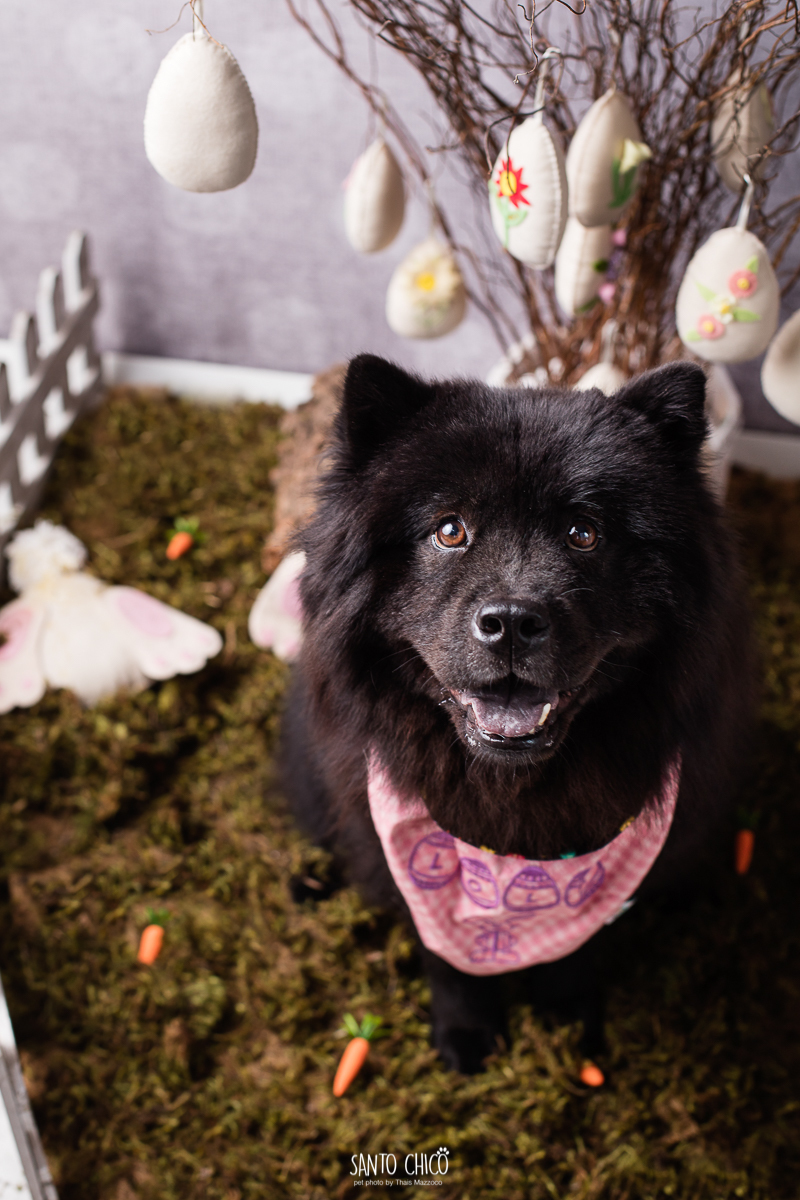 ensaio-tematico-fotografia-pet-cenario-pascoa-cachorro-coelho