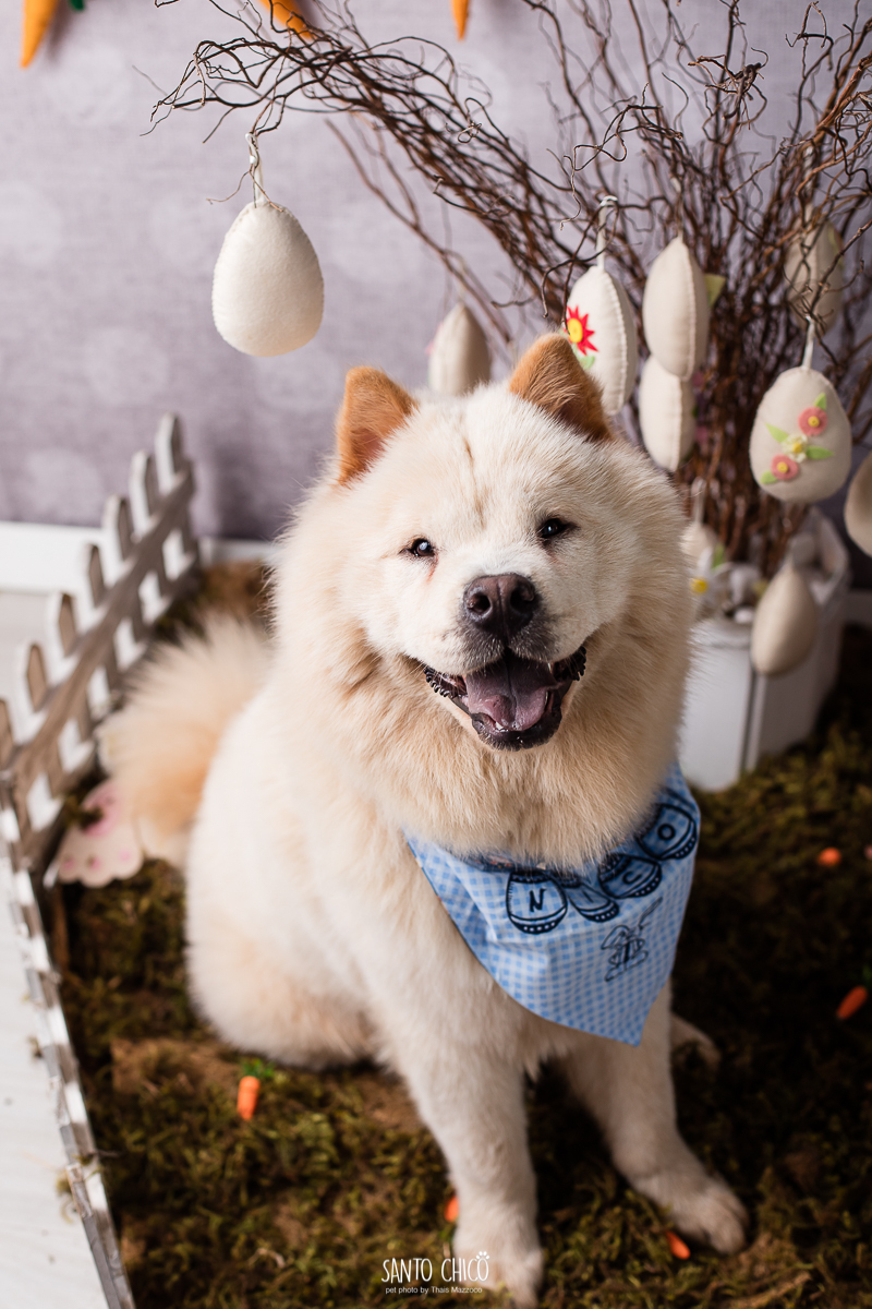 ensaio-tematico-fotografia-pet-cenario-pascoa-cachorro-coelho