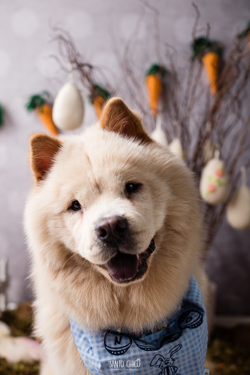 ensaio-tematico-fotografia-pet-cenario-pascoa-cachorro-coelho