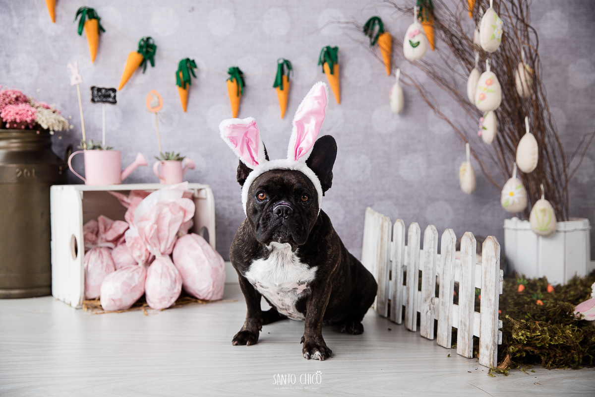 ensaio-tematico-fotografia-pet-cenario-pascoa-cachorro-coelho