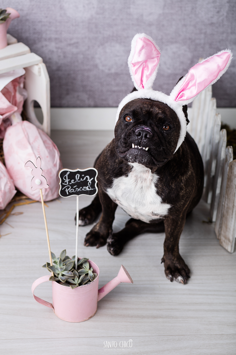 ensaio-tematico-fotografia-pet-cenario-pascoa-cachorro-coelho