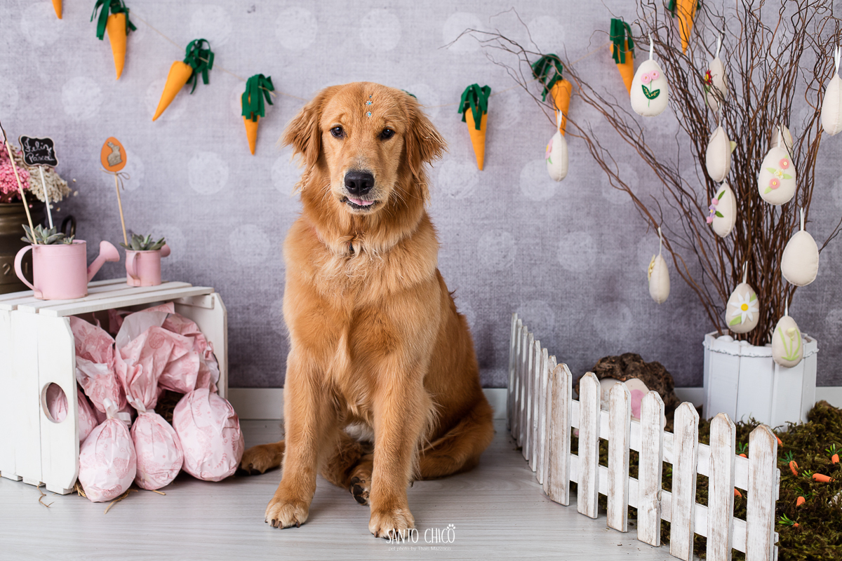 ensaio-tematico-fotografia-pet-cenario-pascoa-cachorro-coelho