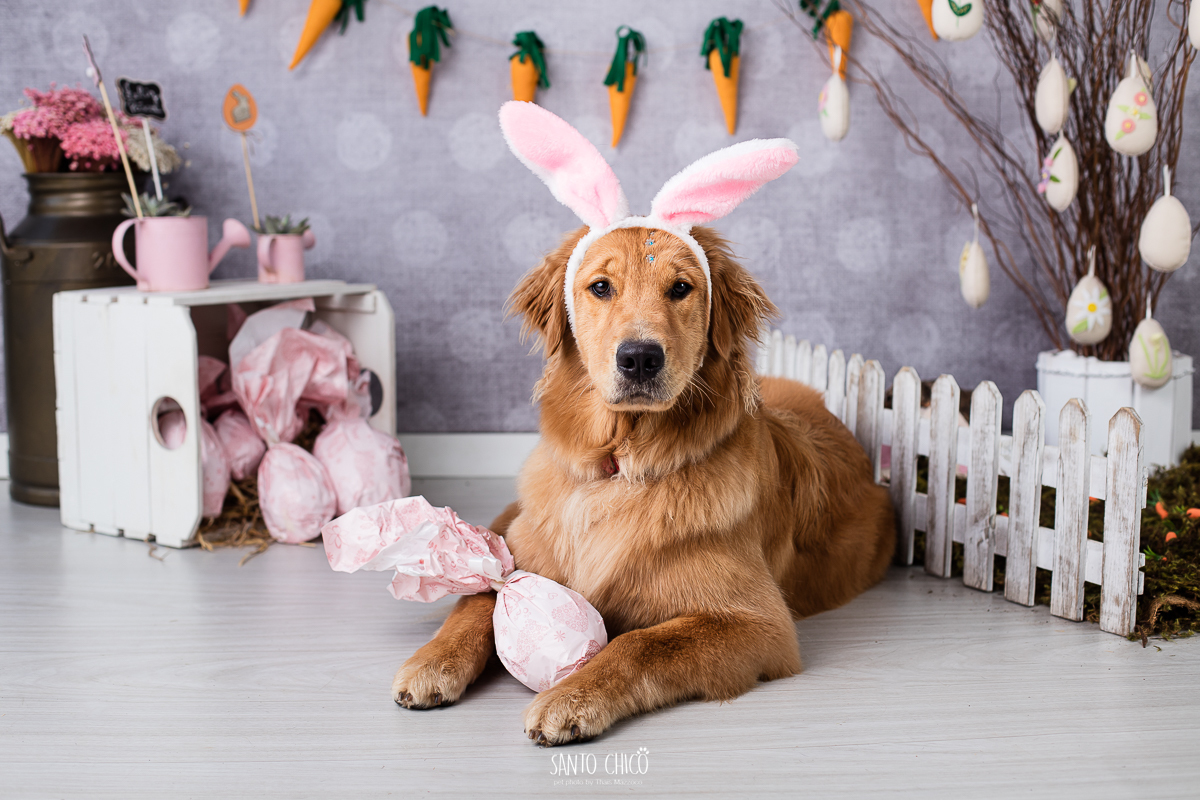 ensaio-tematico-fotografia-pet-cenario-pascoa-cachorro-coelho