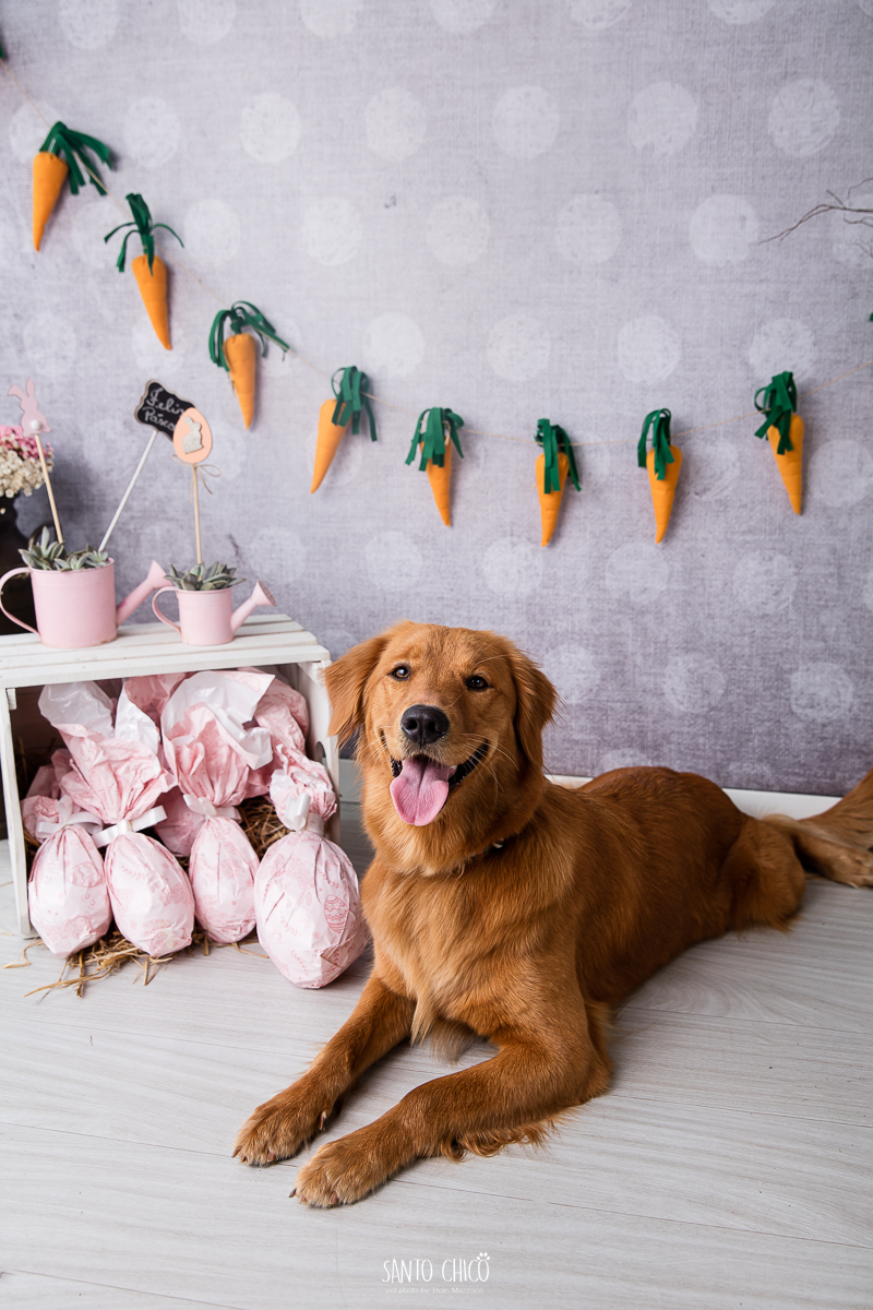 ensaio-tematico-fotografia-pet-cenario-pascoa-cachorro-coelho