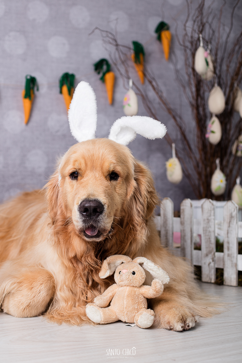 ensaio-tematico-fotografia-pet-cenario-pascoa-cachorro-coelho