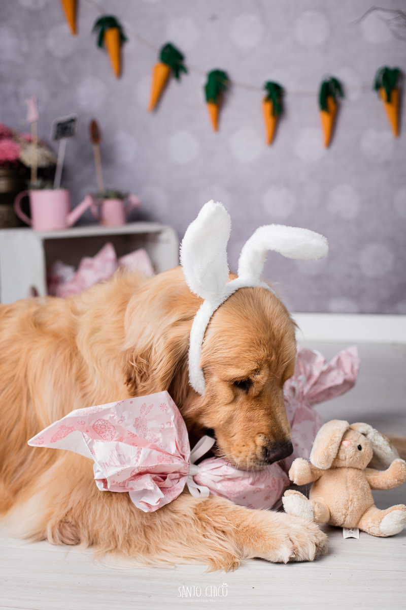ensaio-tematico-fotografia-pet-cenario-pascoa-cachorro-coelho