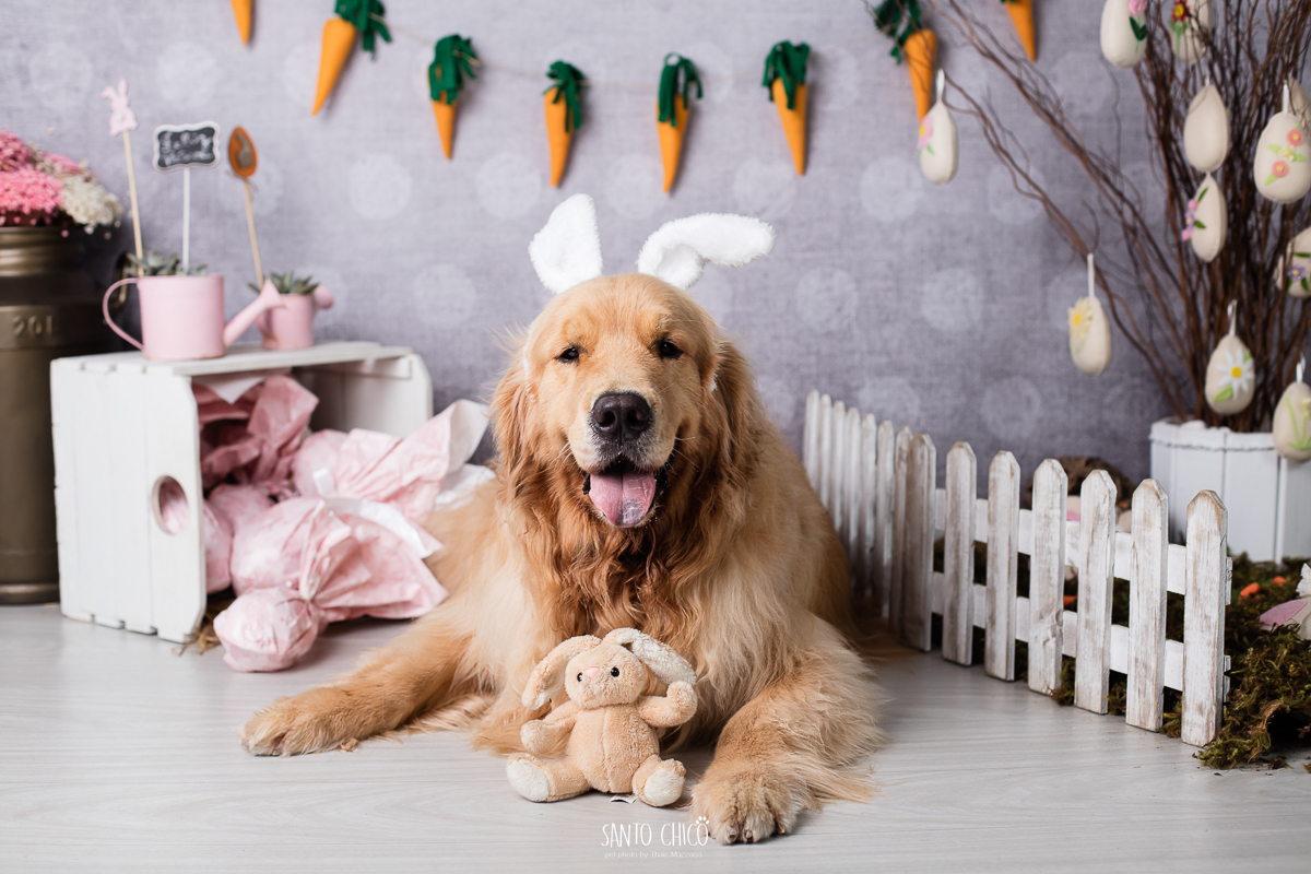 ensaio-tematico-fotografia-pet-cenario-pascoa-cachorro-coelho