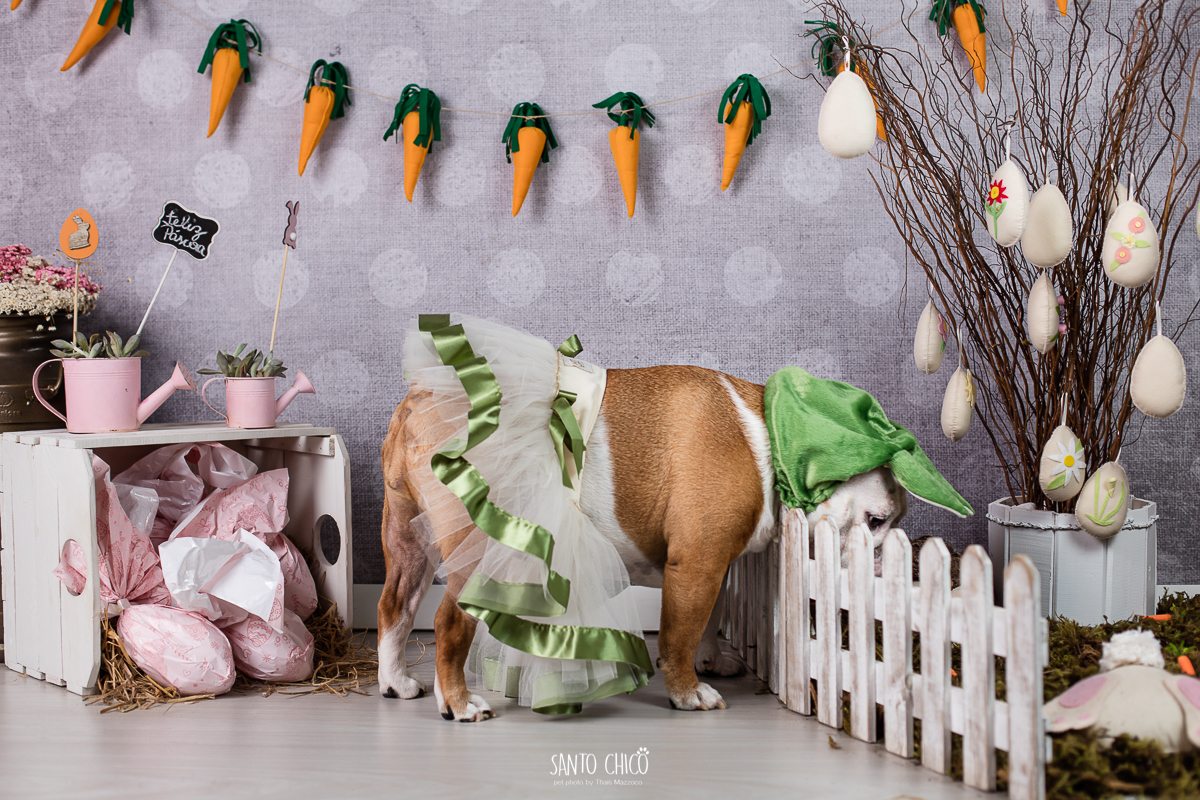 ensaio-tematico-fotografia-pet-cenario-pascoa-cachorro-coelho