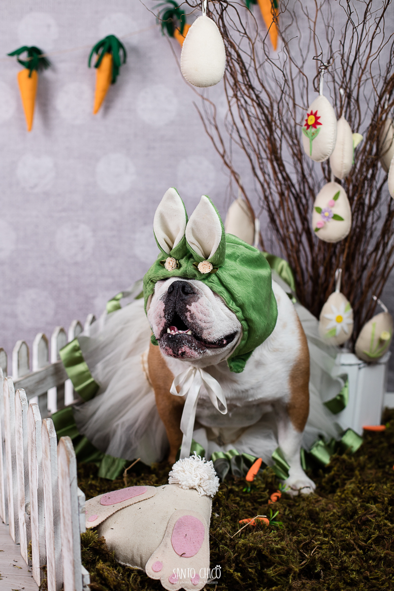 ensaio-tematico-fotografia-pet-cenario-pascoa-cachorro-coelho