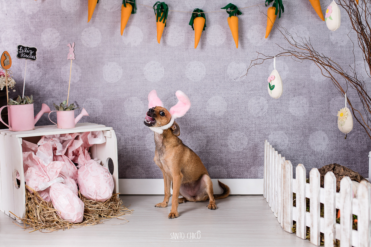 ensaio-tematico-fotografia-pet-cenario-pascoa-cachorro-coelho