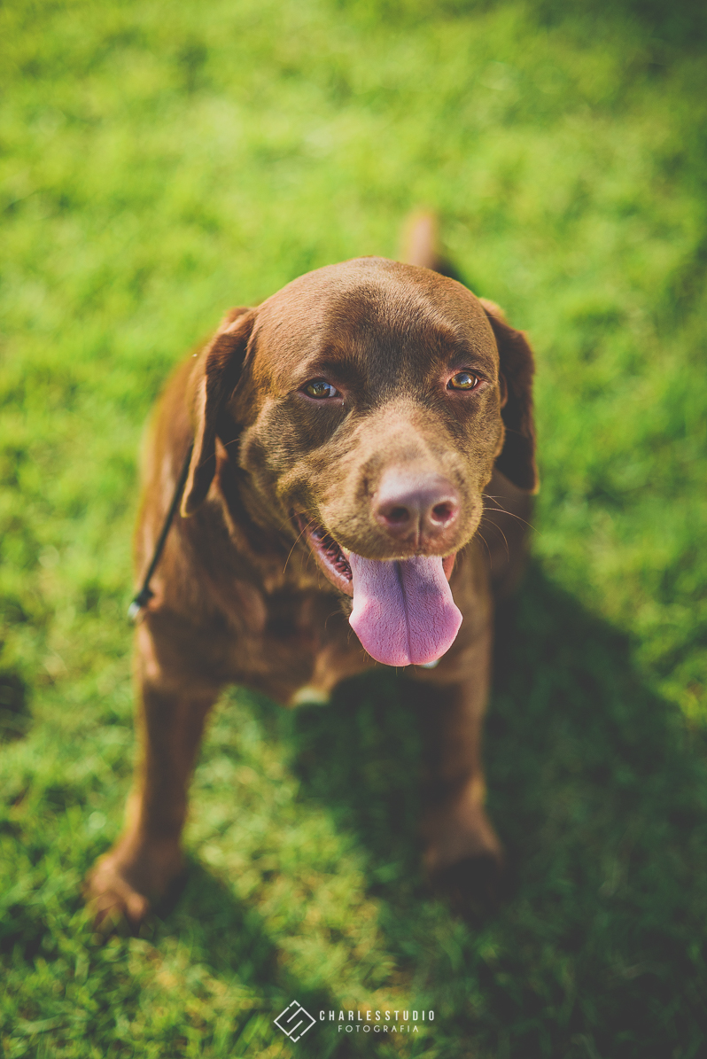Ensaio de Casal - Ana e Breno - Chica Chaves - Labrador