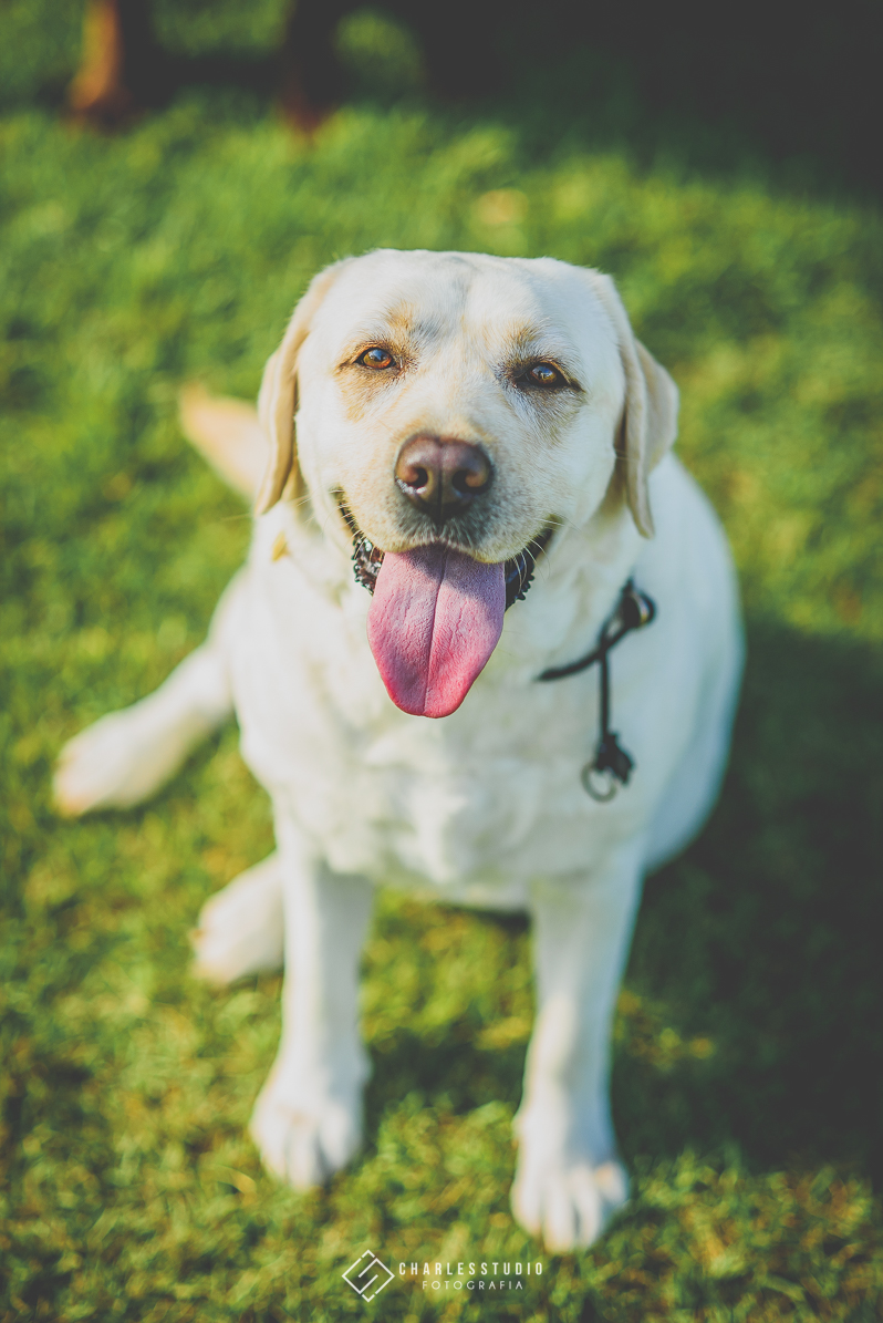 Ensaio de Casal - Ana e Breno - Chica Chaves - Labrador