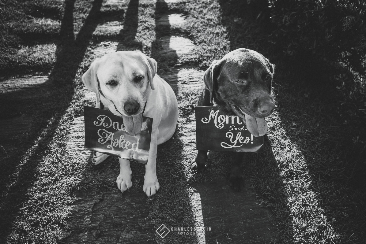 Ensaio de Casal - Ana e Breno - Chica Chaves - Labrador