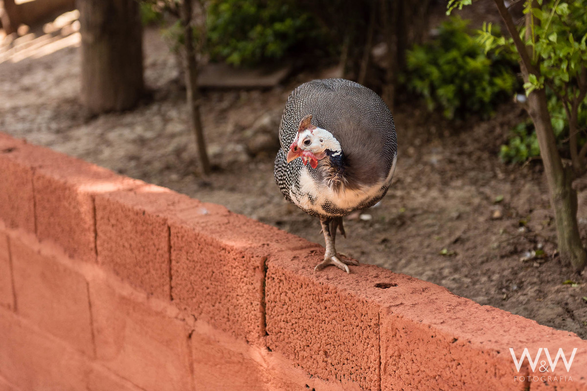 festa aniversário fazendinha animais são paulo wewfotografia