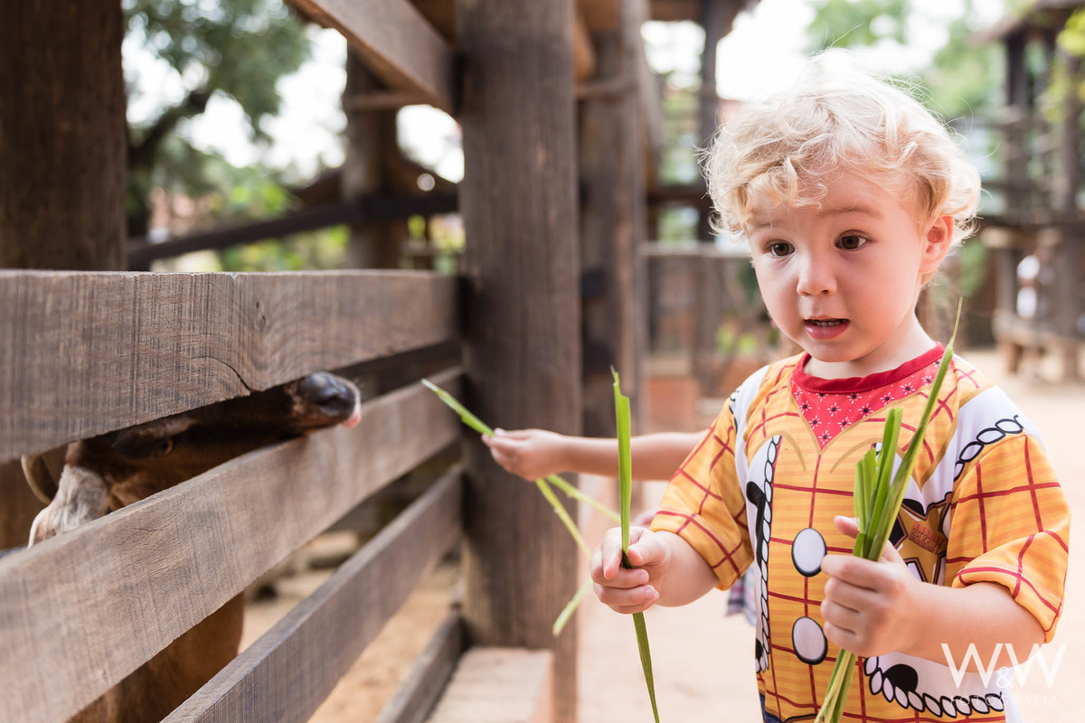 festa aniversário fazendinha animais são paulo wewfotografia