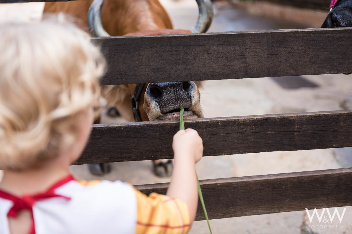 festa aniversário fazendinha animais são paulo wewfotografia