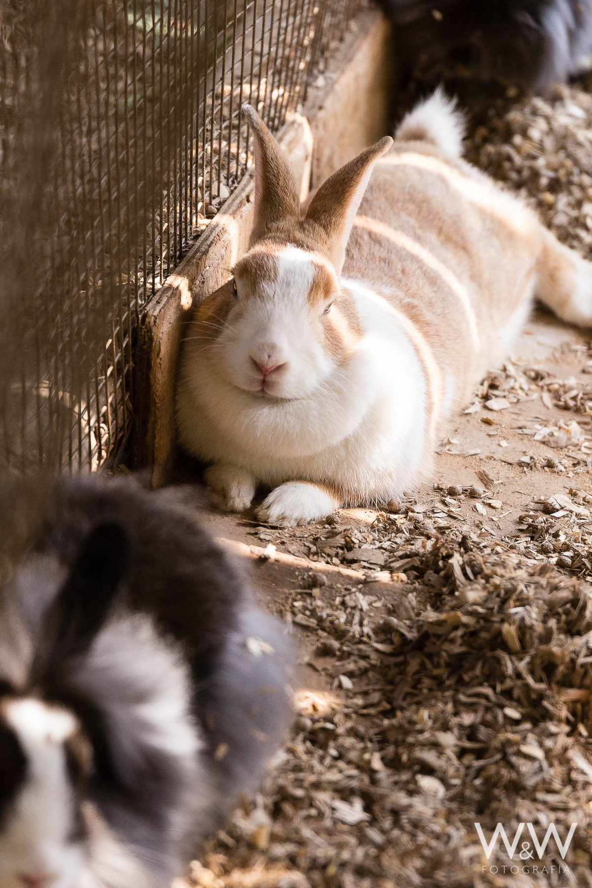 festa aniversário fazendinha animais são paulo wewfotografia