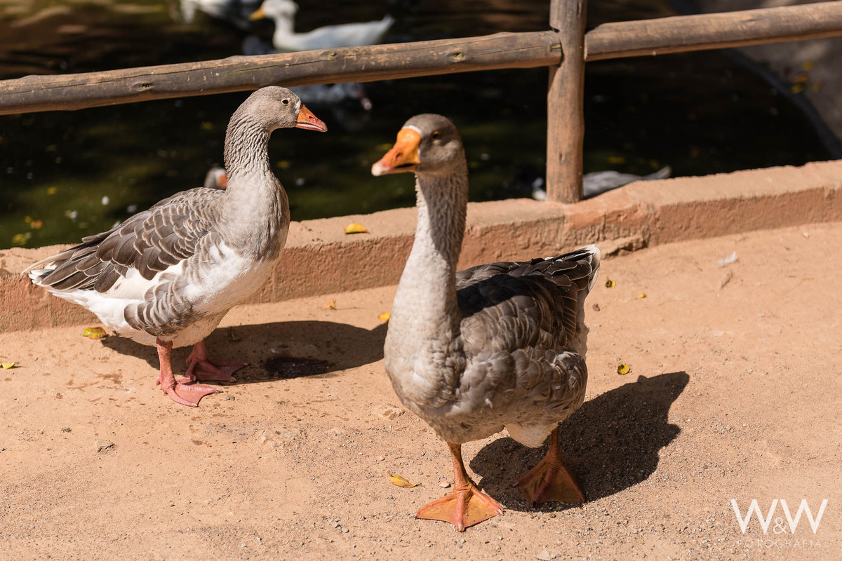 festa aniversário fazendinha animais são paulo wewfotografia