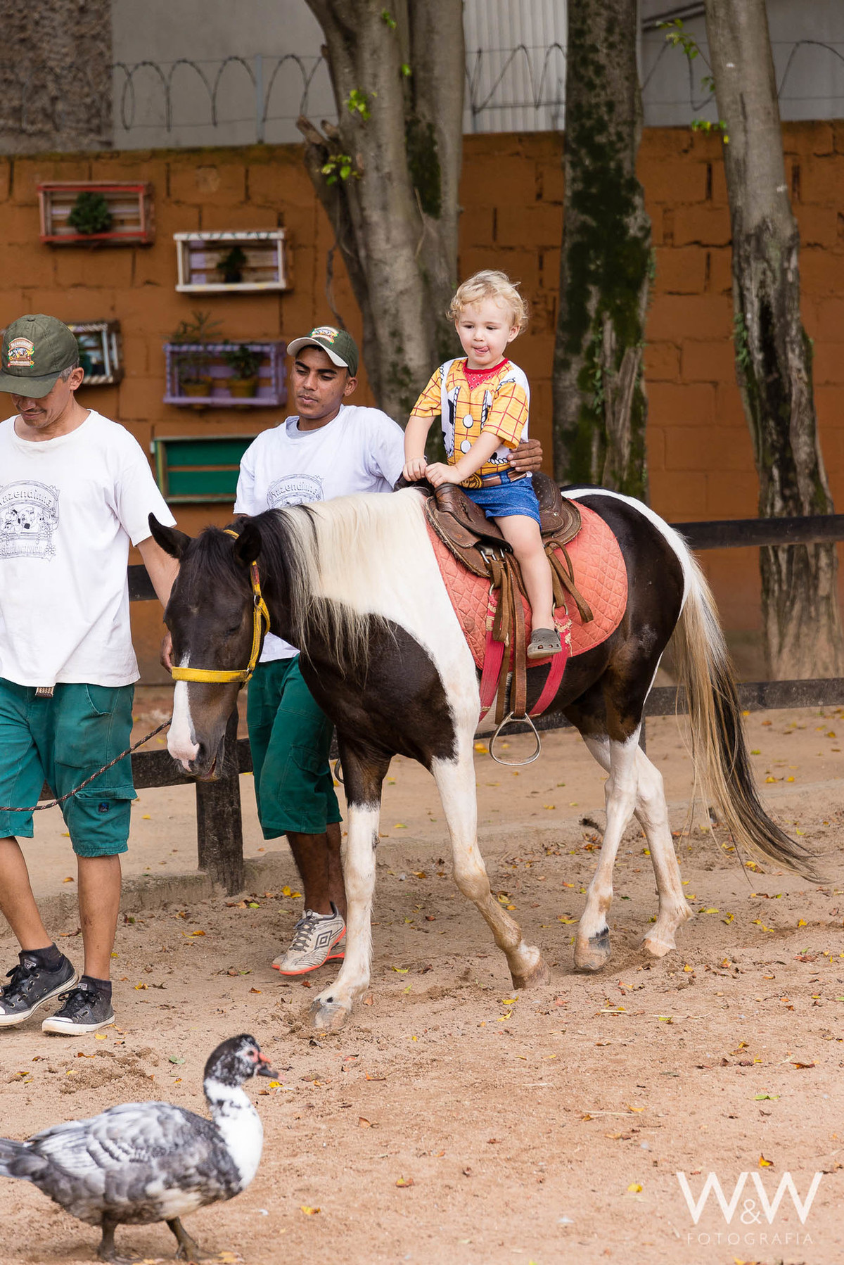 festa aniversário fazendinha animais são paulo wewfotografia