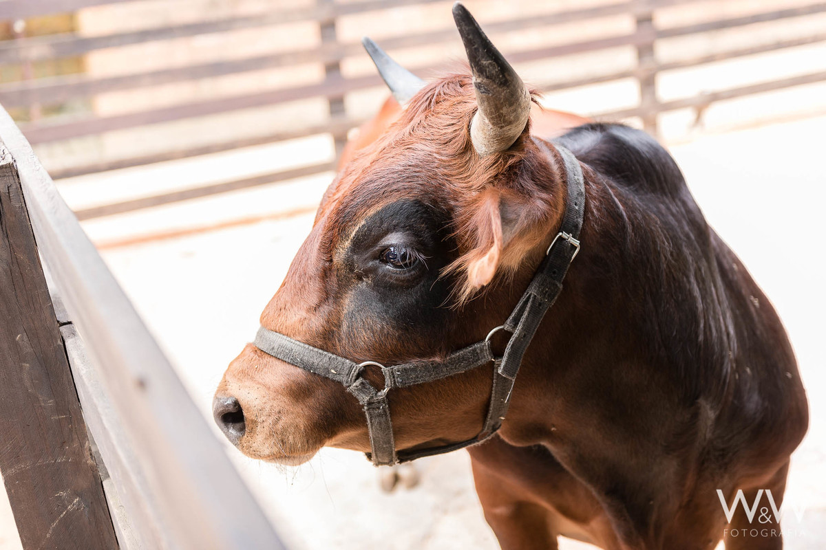 festa aniversário fazendinha animais são paulo wewfotografia