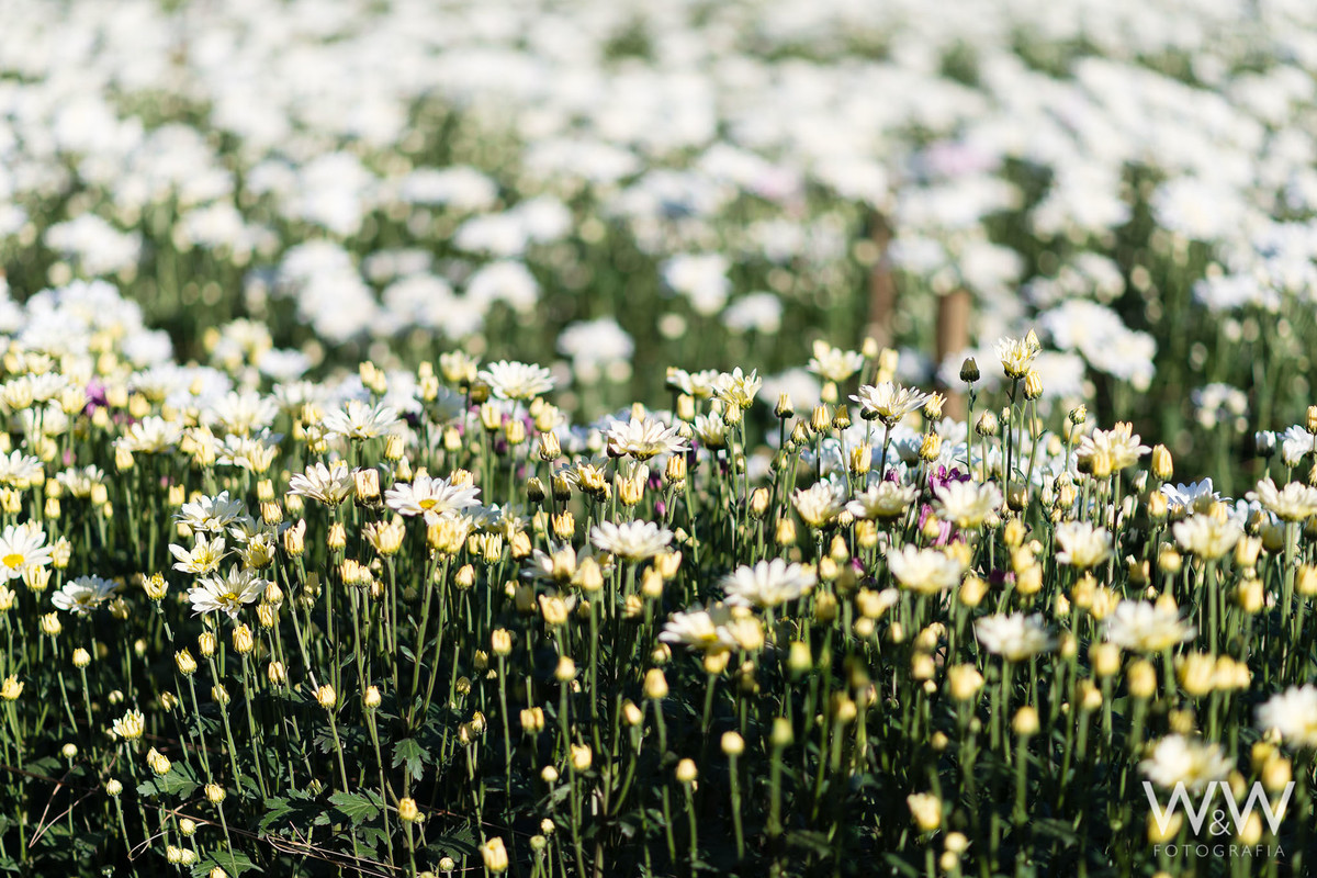 ensaio gestante holambra aline