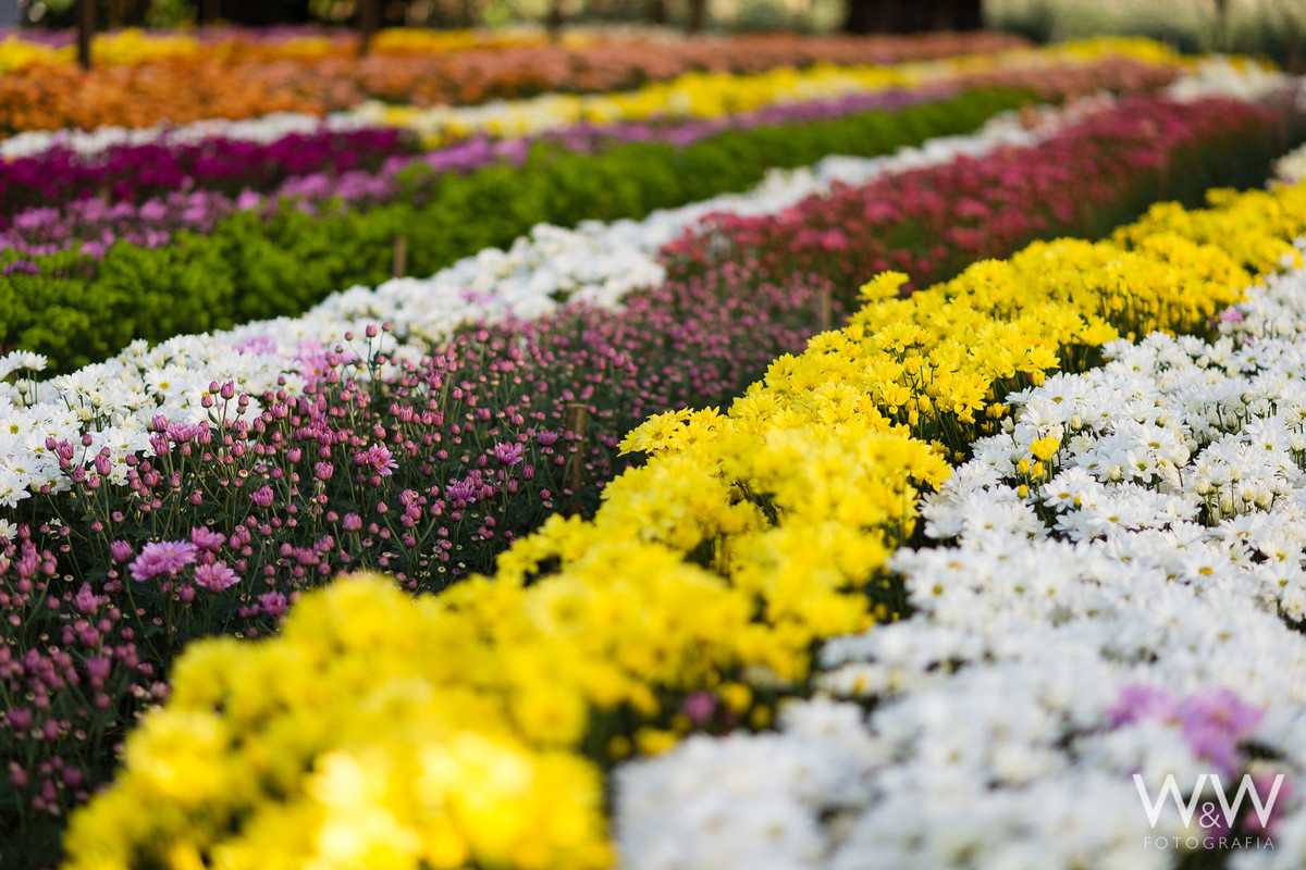 ensaio gestante holambra aline