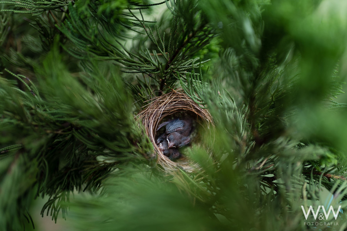 ensaio gestante boituva sao paulo
