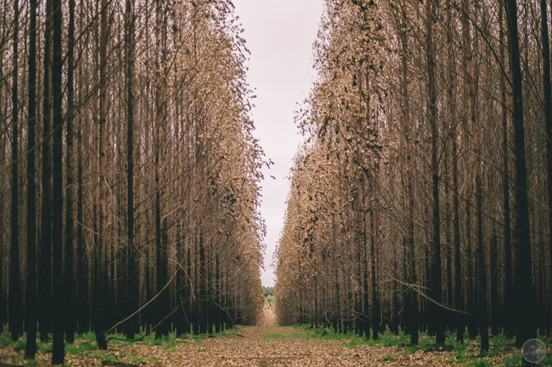 Sessão fotográfica, pré-wedding, fotos de casal, namorados, noivos, natureza, frio, life fotografia, fotografia criativa, ensaio Suzana e David, Capela da Penha, Votorantim, caminho de eucalipto