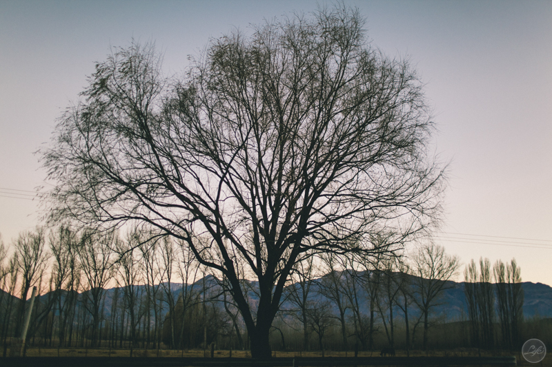 Mendoza Argentina Vini e Bete Life Fotografia Destination Photographer Fotografia espontânea ensaio casal arvore grande seca