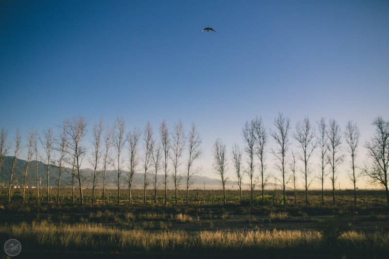 Mendoza Argentina Vini e Bete Life Fotografia Destination Photographer Fotografia espontânea ensaio casal árvores secas