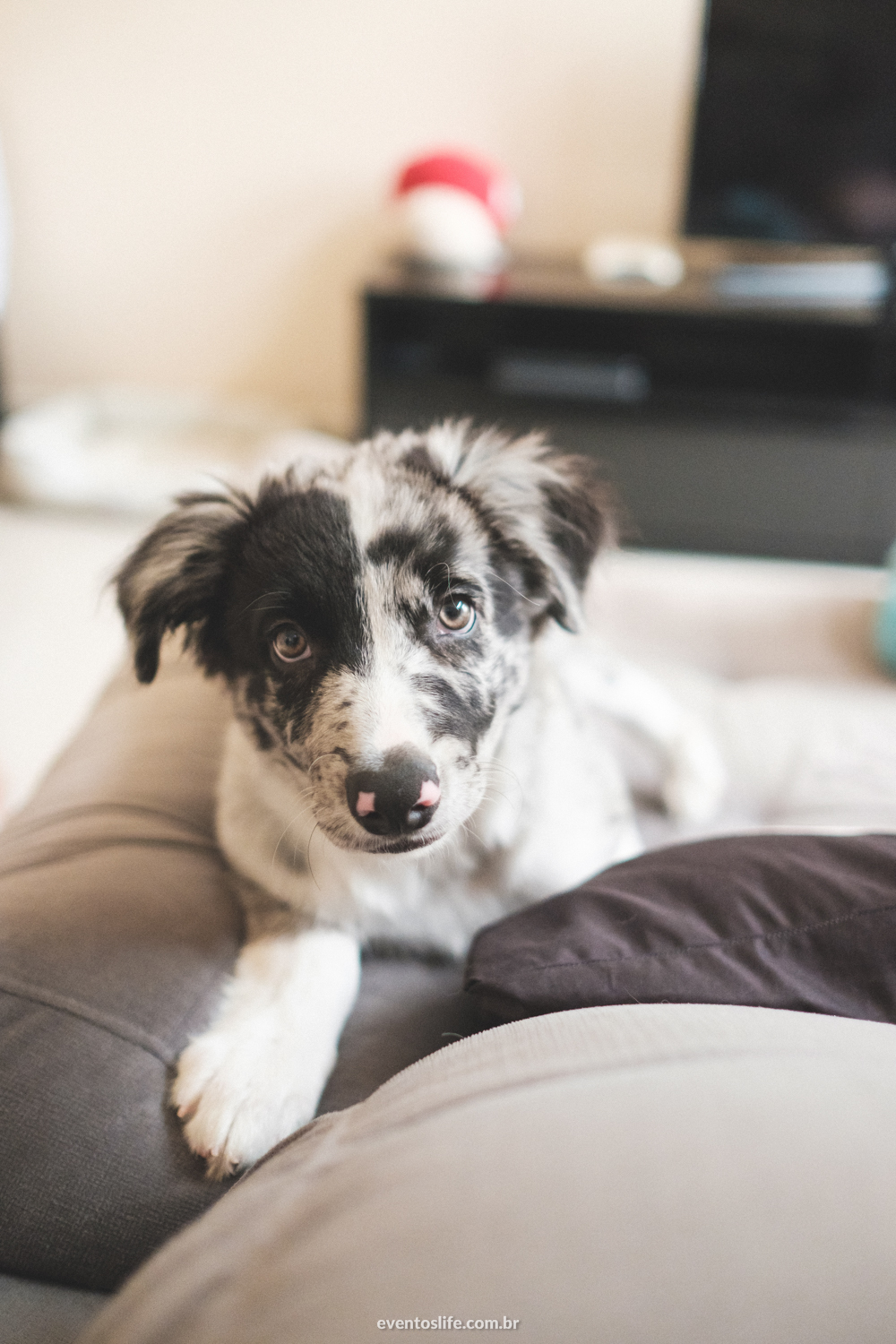 Ensaio família, Life Fotografia, Criativa, Diferente, Cyndi Omoto, Alex Oliveira, Fotografia de Casamento Sorocaba, Dogs, Doglovers, Cachorros, ensaio fotográfico, fotos com cahorro, poodle, border collie, luz natural, casados, vida a dois, amor