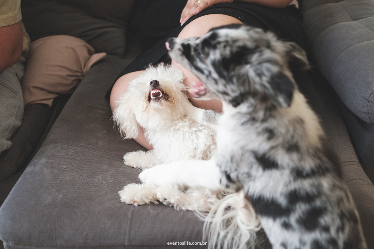 Ensaio família, Life Fotografia, Criativa, Diferente, Cyndi Omoto, Alex Oliveira, Fotografia de Casamento Sorocaba, Dogs, Doglovers, Cachorros, ensaio fotográfico, fotos com cahorro, poodle, border collie, luz natural, casados, vida a dois, amor