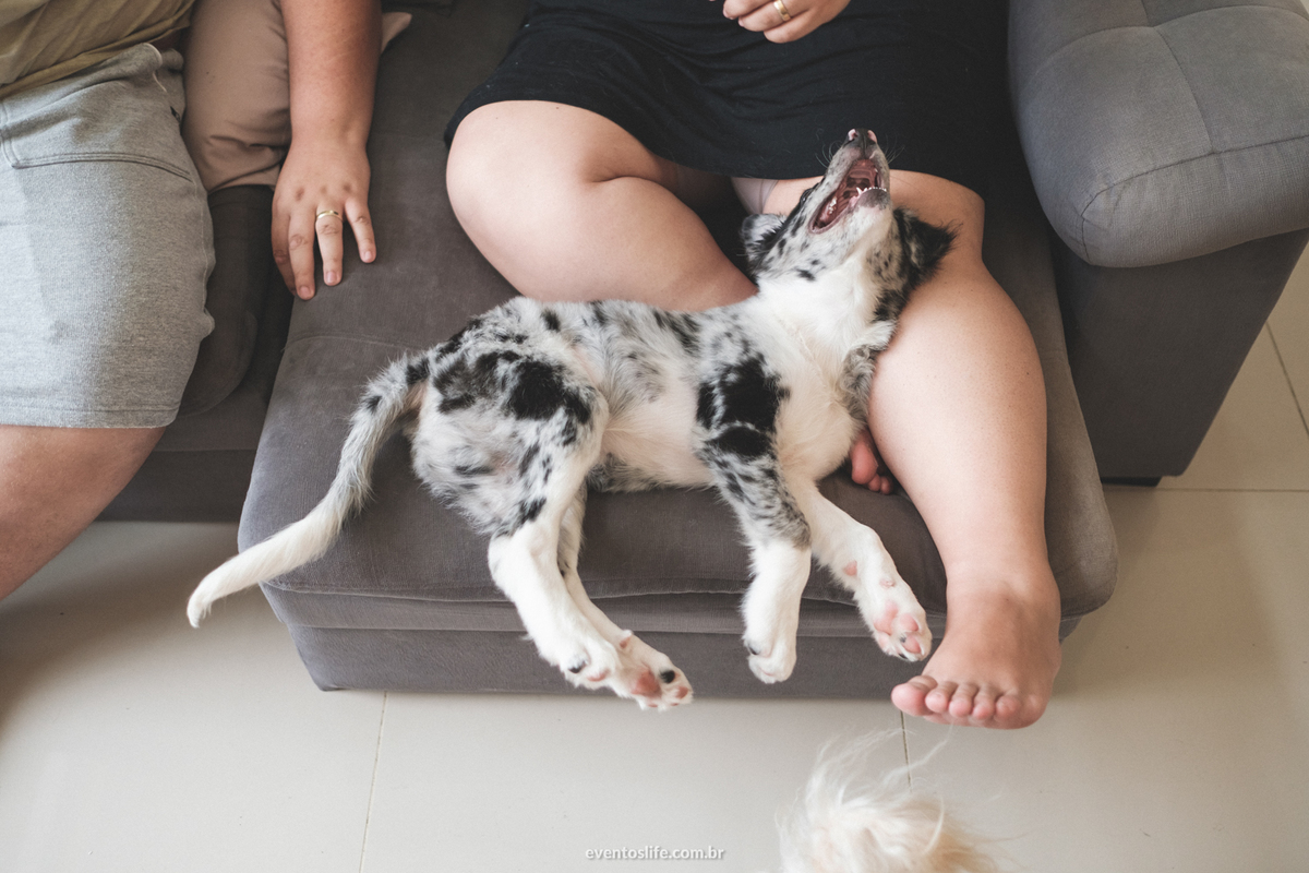 Ensaio família, Life Fotografia, Criativa, Diferente, Cyndi Omoto, Alex Oliveira, Fotografia de Casamento Sorocaba, Dogs, Doglovers, Cachorros, ensaio fotográfico, fotos com cahorro, poodle, border collie, luz natural, casados, vida a dois, amor