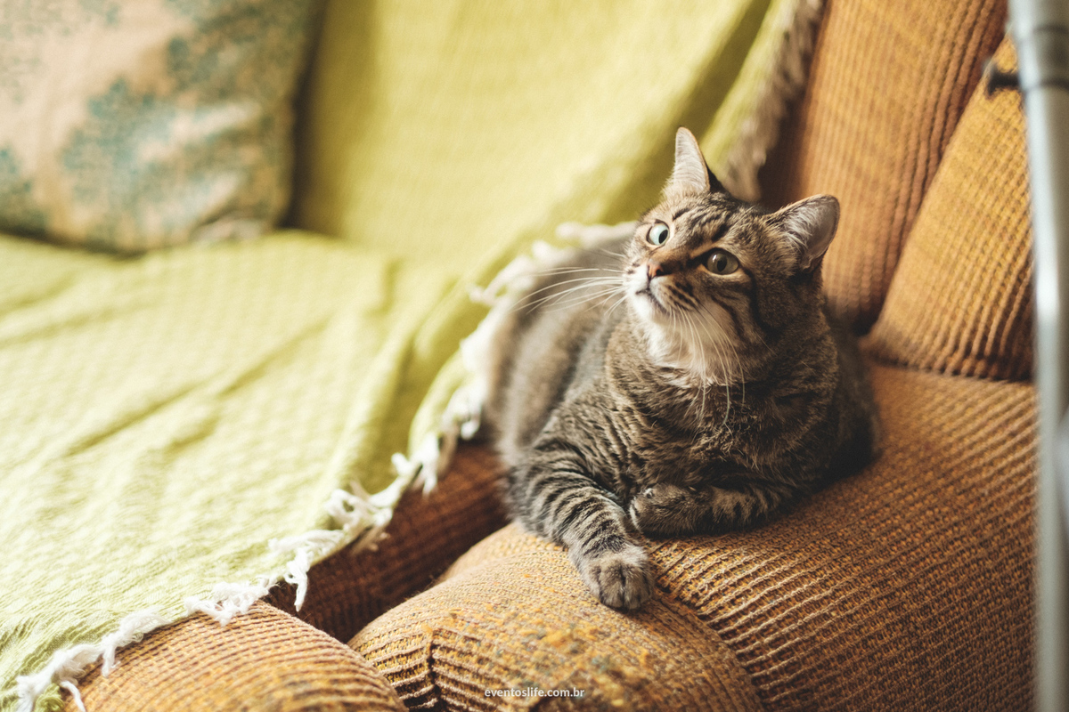Acompanhamento primeiro ano infantil Bento Life Fotografia de família Sorocaba São Paulo Ensaio Fotográfico de criança bebê documentário crescimento primeiros passos Cyndi Omoto Alex Oliveira Amor Love 
