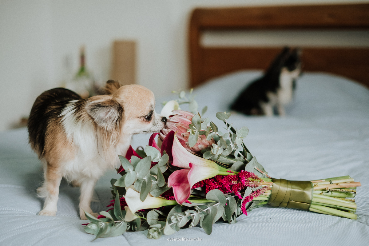 Mini Wedding, Life Fotografia, Fotografia de Casamento Sorocaba, Fotógrafo de Casamento Sorocaba, Fotógrafo de Casamento, Lago Azul, cachorro, buquê, buquê lindo, decoração linda, filhotes, cão em casamento, making of da noiva, making of, getting ready