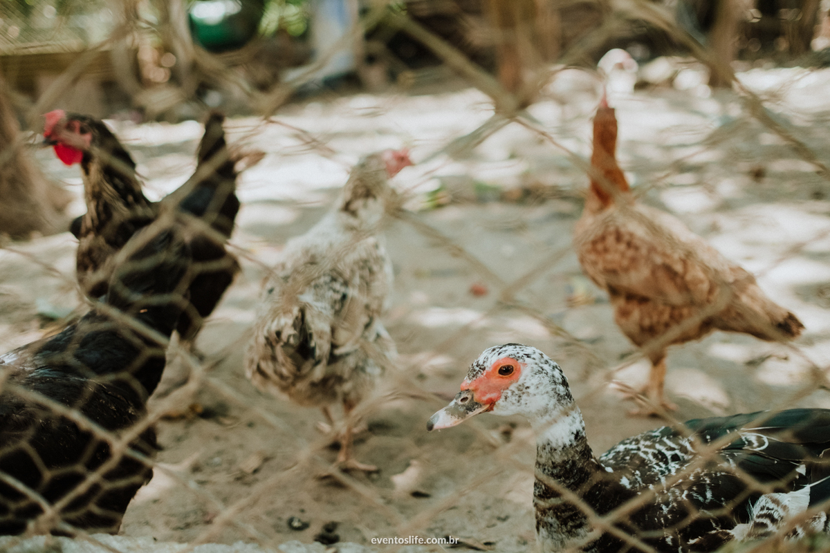 Fotografia de Casamento Sorocaba, Life Fotografia, Lenna e Everton, Sitio João de Barro, Wedding, Mini Wedding, Mini Casamento, Noivos descolados, Casamento diferente, Casamento de dia, Galinhas, Natureza, Pássaros, Making of, Wild Wedding, Chicken, Love