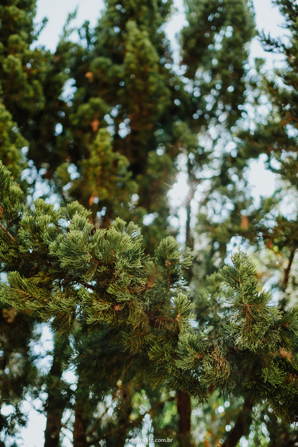 Fotografia de Casamento Sorocaba, Life Fotografia, Lenna e Everton, Sitio João de Barro, Wedding, Mini Wedding, Mini Casamento, Noivos descolados, Casamento diferente, Wild Wedding, Making of, Naureza, Árvores, Sol, Trees, Amor, Céu azul, Grande dia
