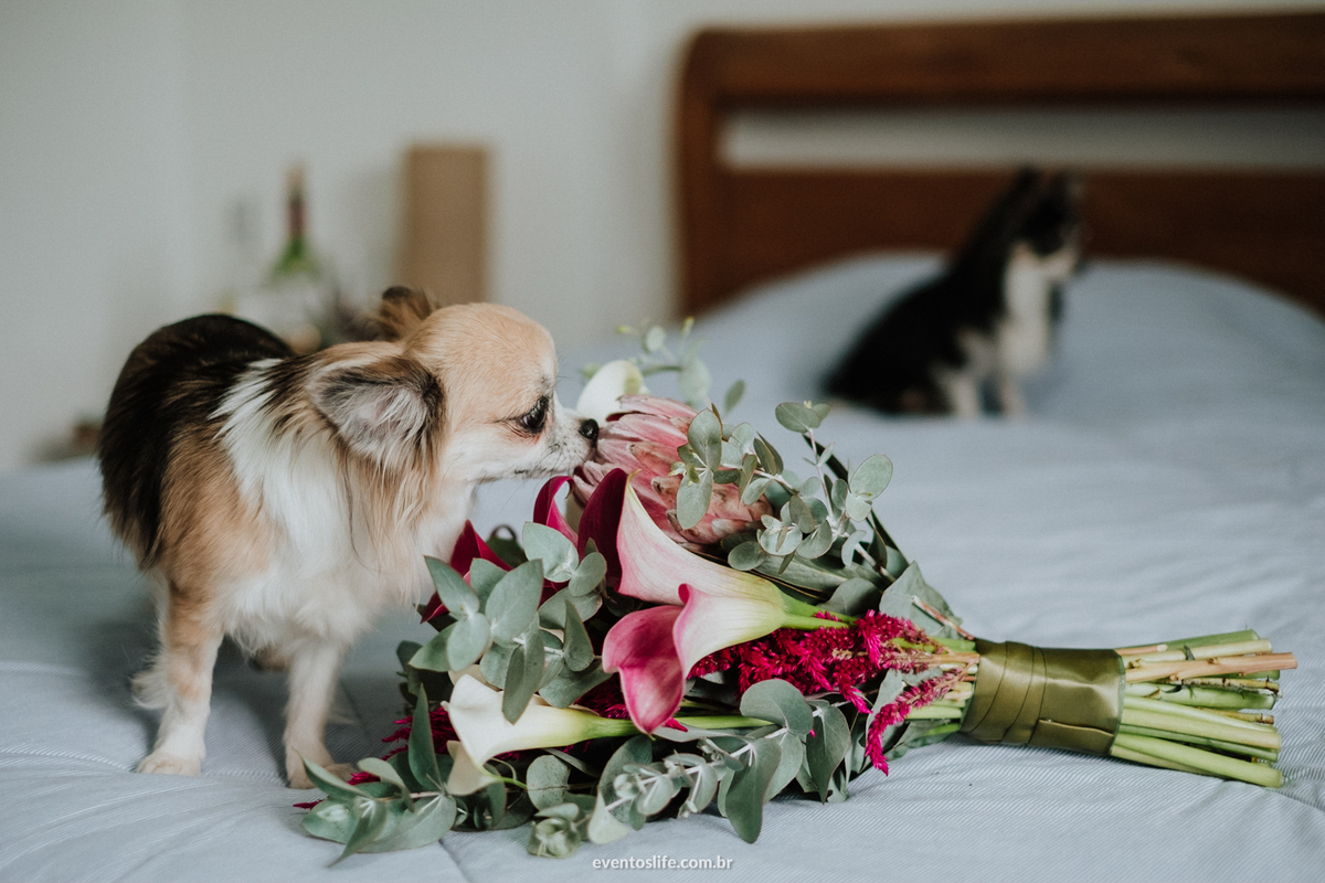 Life Fotografia, Casamento, Fotografia de Casamento Sorocaba, São Paulo, Lago Azul, Mini Wedding, Mini Casamento, Quintal Flores, Les Esembles, Leila Savioli, Doce Veneno, Mayara Zanetti, Buquê, Noiva, Making off, Buquê, Cachorros, Pets, Dogs, Flores