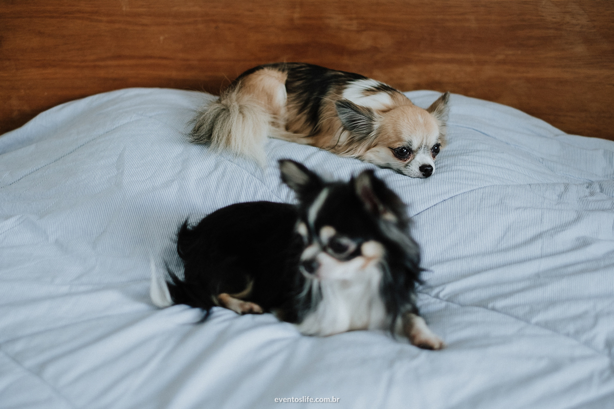 Life Fotografia, Casamento, Fotografia de Casamento Sorocaba, São Paulo, Lago Azul, Mini Wedding, Mini Casamento, Quintal Flores, Les Esembles, Leila Savioli, Doce Veneno, Mayara Zanetti, Dogs, Cachorros, Pets, Making off, Noiva, Animados, Amor, Happy